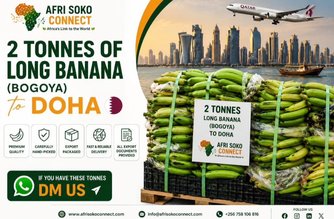 2 Tonnes of Long Banana (Bogoya) to Doha – Premium Quality, Export Ready, Seeking Supplier