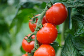 TOMATO