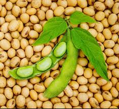 SOYBEAN