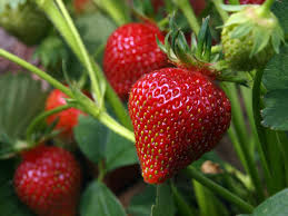 Strawberry